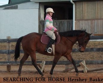 SEARCHING FOR HORSE Hershey Basket, Near Estill, SC, 00000